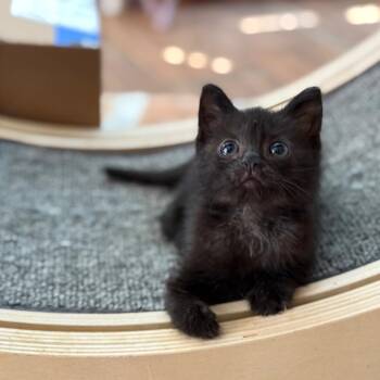 Domestic Short Hair Cats Available for Adoption in Port Richey, Florida - Ms. Cubby | PetCurious