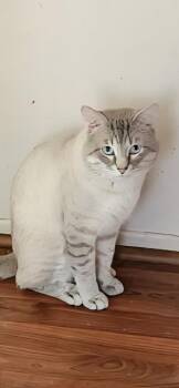 for Rescues or adopters -  Domestic Short Hair Cat for Adoption in Torrance, California - For Rescues Or Adopters | PetCurious