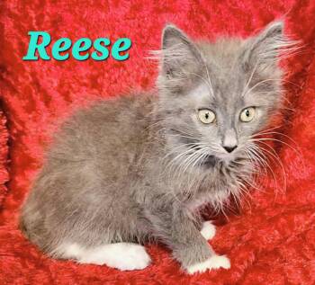 Reese -  Domestic Long Hair Cat for Adoption in Macon, Georgia - Reese | PetCurious