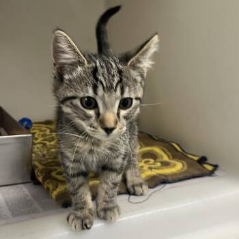 71203 -  Domestic Short Hair Cat for Adoption in Harrisonburg, Virginia - 71203 | PetCurious