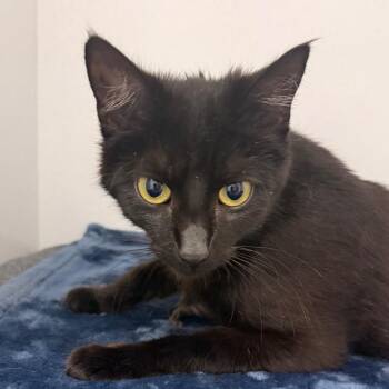 Locket -  Domestic Short Hair Cat Available for Adoption in Franklin, North Carolina - Locket | PetCurious
