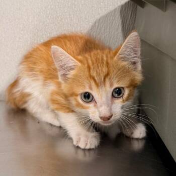Louie -  Domestic Short Hair Cat for Adoption in Tampa, Florida - Louie | PetCurious