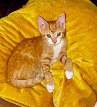 Whatchamacallit -  Domestic Short Hair Cat for Adoption in Candler, North Carolina - Whatchamacallit | PetCurious