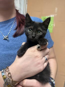 Rescue Domestic Short Hair Cats for Adoption in Sanford, North Carolina - Pumpkin Pie | PetCurious