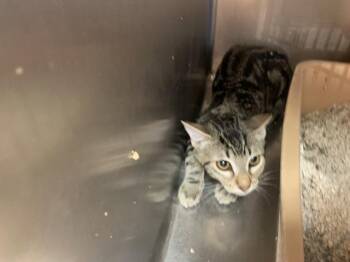 A1933054 -  Domestic Short Hair Cat for Adoption in Thousand Palms, California - A1933054 | PetCurious