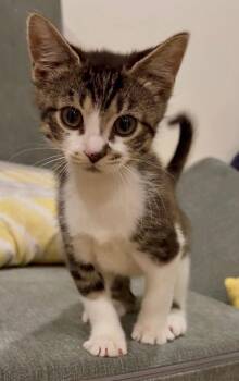 Dandelion -  Domestic Short Hair Cat for Adoption in Delson, Quebec - Dandelion | PetCurious