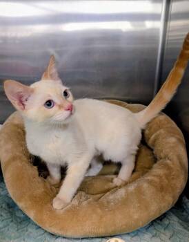 Siamese Cats Available for Adoption - Floe | PetCurious