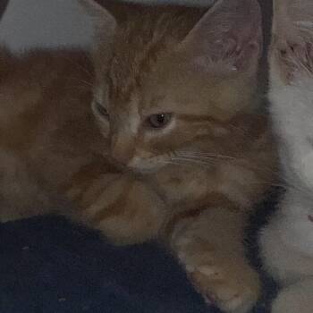 Pumpkin -  Domestic Medium Hair Cat for Adoption in Overland Park, Kansas - Pumpkin | PetCurious