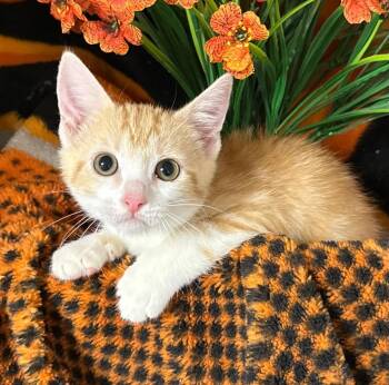 3/25/26 Josephine -  Domestic Short Hair Cat for Adoption in Stillwater, Oklahoma - 3/25/26 Josephine | PetCurious