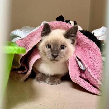 Rowan -  Domestic Short Hair Cat for Adoption in Great Falls, Montana - Rowan | PetCurious