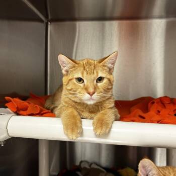 Tick-Tock -  Domestic Short Hair Cat for Adoption in Evanston, Illinois - Tick-Tock | PetCurious