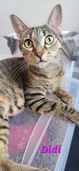 Rescue Domestic Short Hair Cats for Adoption in Evans, Georgia - Didi | PetCurious