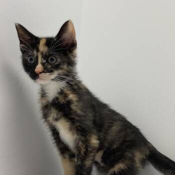 Jewel -  Domestic Short Hair Cat for Adoption in Dayton, Ohio - Jewel | PetCurious