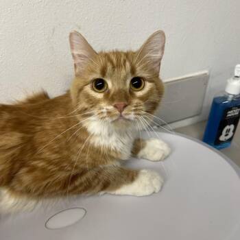 Slinky -  Domestic Medium Hair Cat for Adoption in St. Louis, Missouri - Slinky | PetCurious