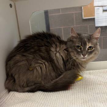 Little One -  Domestic Medium Hair Cat for Adoption in Cheyenne, Wyoming - Little One | PetCurious