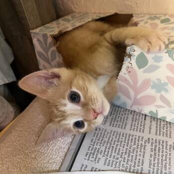 Jailbird -  Domestic Short Hair Cat for Adoption in Lake Panasoffkee, Florida - Jailbird | PetCurious