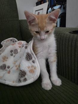 Rufina -  Domestic Short Hair Cat for Adoption - Rufina | PetCurious