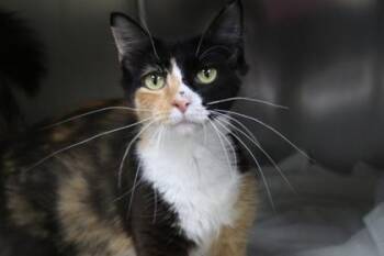 Aunt May -  Domestic Medium Hair and Domestic Short Hair Cat for Adoption in Brunswick, Georgia - Aunt May | PetCurious