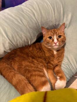 Rescue Domestic Short Hair Cats for Adoption in Millcreek, Utah - Leo | PetCurious