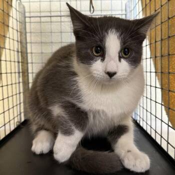 Domestic Short Hair Cats Available for Adoption - ELTON | PetCurious