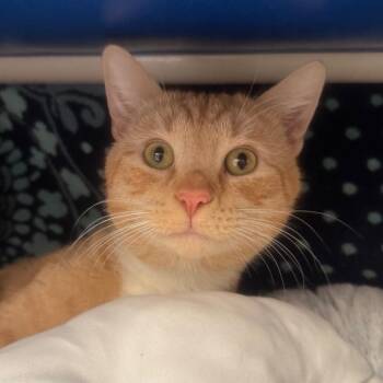 Domestic Short Hair Cats Available for Adoption - Jesse | PetCurious