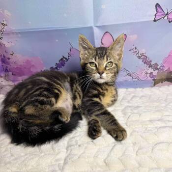 Reeses -  Tabby and Domestic Short Hair Cat for Adoption in Greensburg, Pennsylvania - Reeses | PetCurious