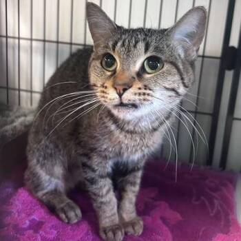 Domestic Short Hair Cats Available for Adoption in Davenport, Iowa - Marge | PetCurious