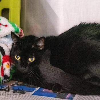 Onyx -  Domestic Short Hair Cat for Adoption in Brockton, Massachusetts - Onyx | PetCurious