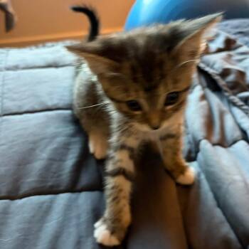 Magnolia 7 -  Domestic Short Hair Cat for Adoption in Austin, Texas - Magnolia 7 | PetCurious