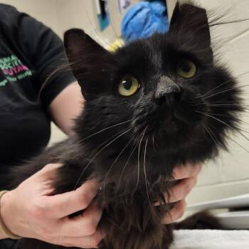 Coal -  Domestic Long Hair Cat Available for Adoption in Murray, Utah - Coal | PetCurious