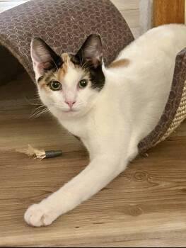 Rescue Domestic Short Hair Cats for Adoption in Leechburg, Pennsylvania - Tinkerbell | PetCurious