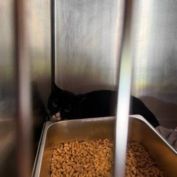 Jack -  Domestic Short Hair Cat Available for Adoption in Boulder, Colorado - Jack | PetCurious