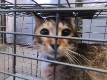 MASON -  Domestic Short Hair Cat for Adoption in Tulsa, Oklahoma - MASON | PetCurious
