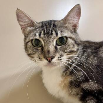 Midori -  Domestic Short Hair Cat for Adoption in Sonora, California - Midori | PetCurious