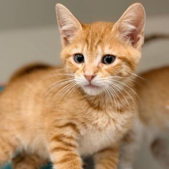 Rust -  Domestic Short Hair Cat for Adoption in Champaign, Illinois - Rust | PetCurious