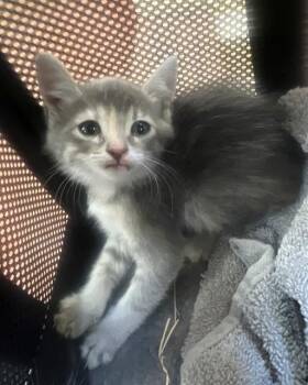 A1916726 -  Domestic Medium Hair Cat Available for Adoption in Blythe, California - A1916726 | PetCurious