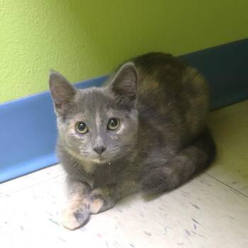 Juliet -  Domestic Short Hair Cat for Adoption in Sioux City, Iowa - Juliet | PetCurious