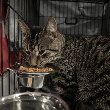 Tucker 2 -  Domestic Short Hair Cat for Adoption - Tucker 2 | PetCurious