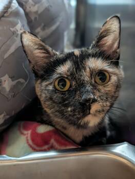 Domestic Short Hair Cats Available for Adoption in Chambersburg, Pennsylvania - Tirimisu | PetCurious