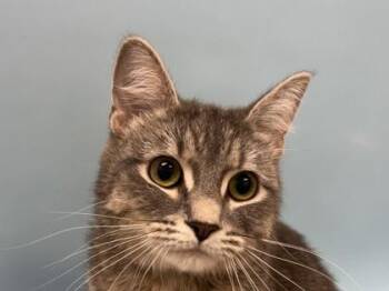Bizzie -  Domestic Short Hair Cat for Adoption in Woodbury, Minnesota - Bizzie | PetCurious