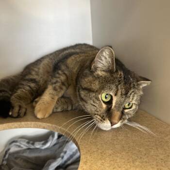 Domestic Short Hair Cats Available for Adoption - Cashmere | PetCurious