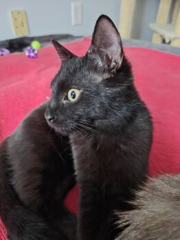 Domestic Short Hair Cats Available for Adoption - Leonard | PetCurious