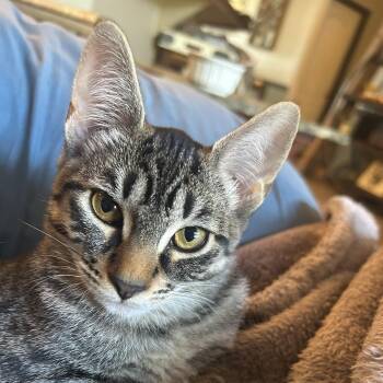 Rescue Domestic Short Hair Cats for Adoption in Silverton, Oregon - Strudel & Churro (Bonded Pair) | PetCurious