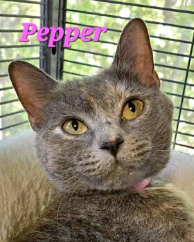 Pepper -  Dilute Tortoiseshell Cat for Adoption in Macon, Georgia - Pepper | PetCurious
