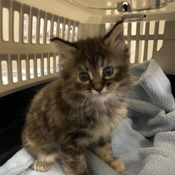 Superfuzzfuzz -  Domestic Short Hair Cat for Adoption in Reno, Nevada - Superfuzzfuzz | PetCurious