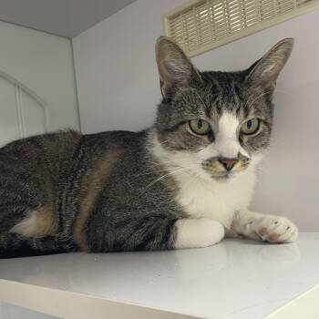Sammy -  Domestic Short Hair Cat for Adoption in Prescott, Arizona - Sammy | PetCurious