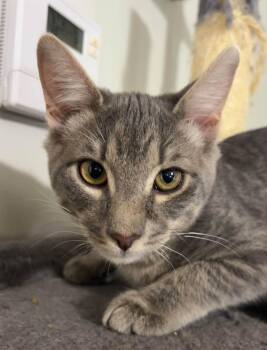 Duct Tape -  American Shorthair Cat for Adoption in Greenville, South Carolina - Duct Tape | PetCurious