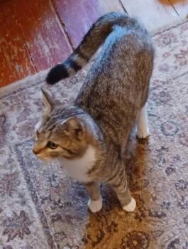Domestic Short Hair Cats Available for Adoption in Lemoyne, Pennsylvania - CoCo | PetCurious