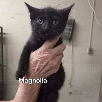 Magnolia Blossom -  Domestic Short Hair Cat for Adoption in Madison, Wisconsin - Magnolia Blossom | PetCurious