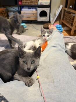 Monet -  Domestic Short Hair Cat for Adoption in Chicago, Illinois - Monet | PetCurious